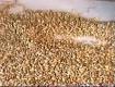 How to Clean and Dry your Own Grains